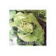LECHUGA LISA SOBRE X 2 GRAMOS